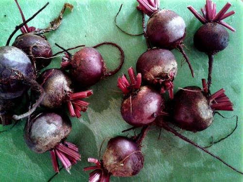 Freshly harvested beets getting ready for pickling